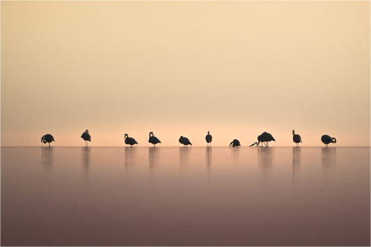 Main image Ordre de l’Ombro