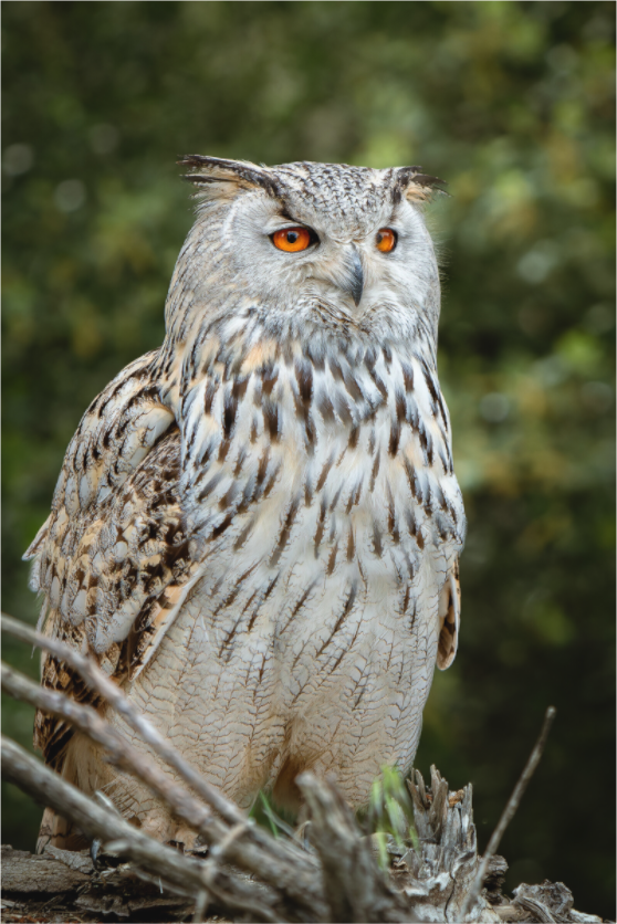 Hibou Grand-duc de Sibérie | belaïa ten’