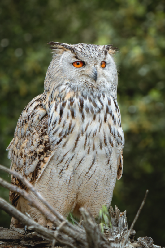 Hibou Grand-duc de Sibérie | belaïa ten’