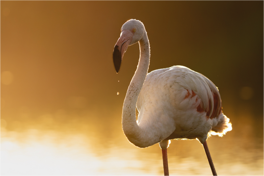 Or Camarguais