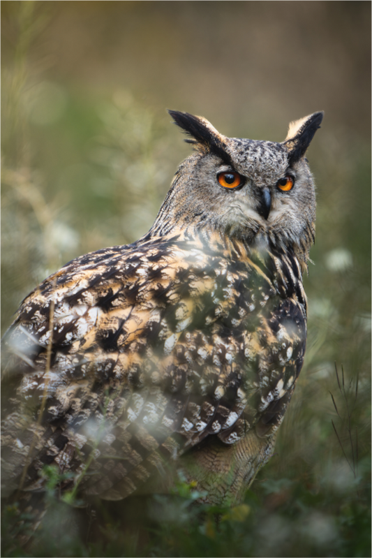 Main image Obscura Sylve