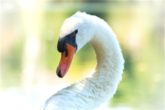 Cygne tuberculé | un doux portrait