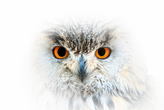 Hibou Grand-duc de Sibérie | les yeux du blizzard