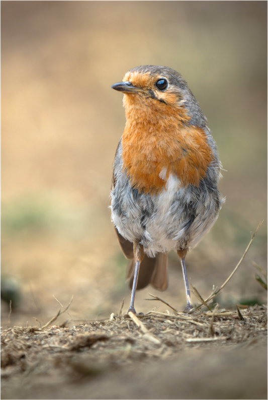 Rouge-gorge familier | le curieux du matin