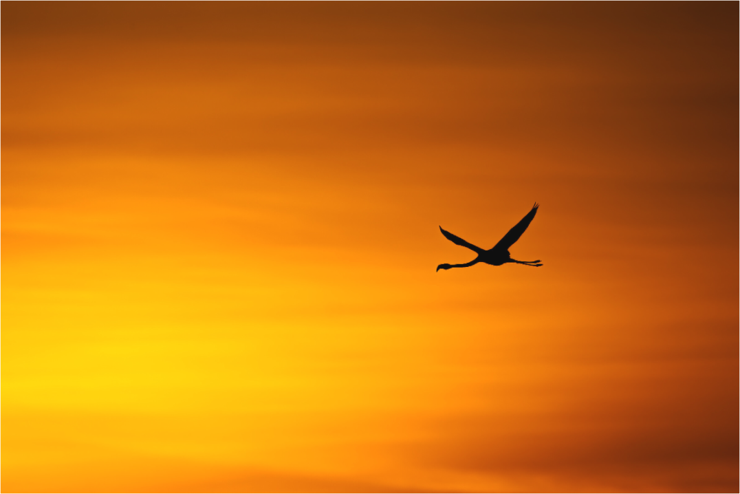 Main image Silhouette Enflammée