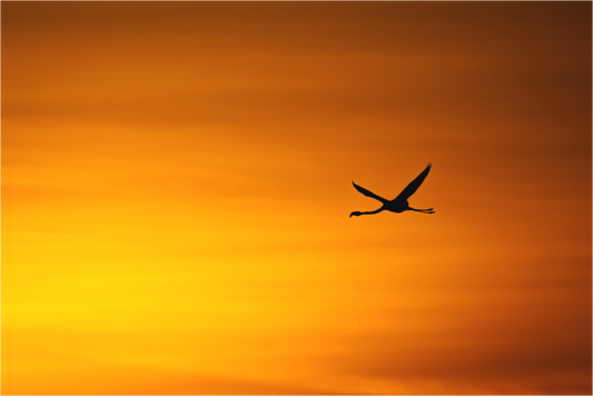 Main image Silhouette Enflammée