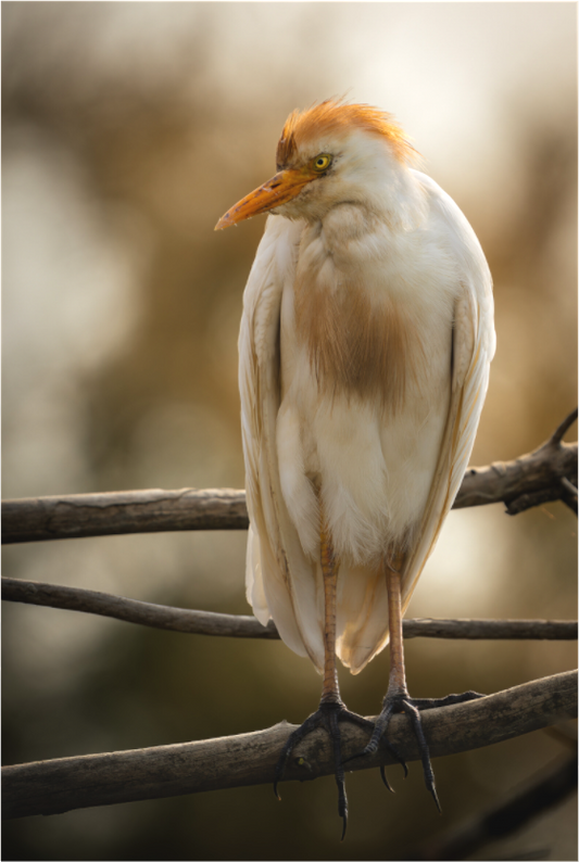 Héron Garde-bœuf | la fausse aigrette