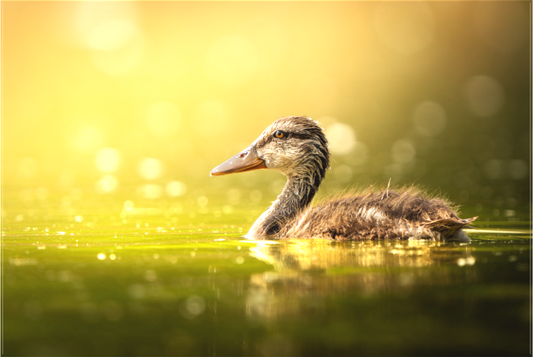 canard Colvert | un nouveau monde