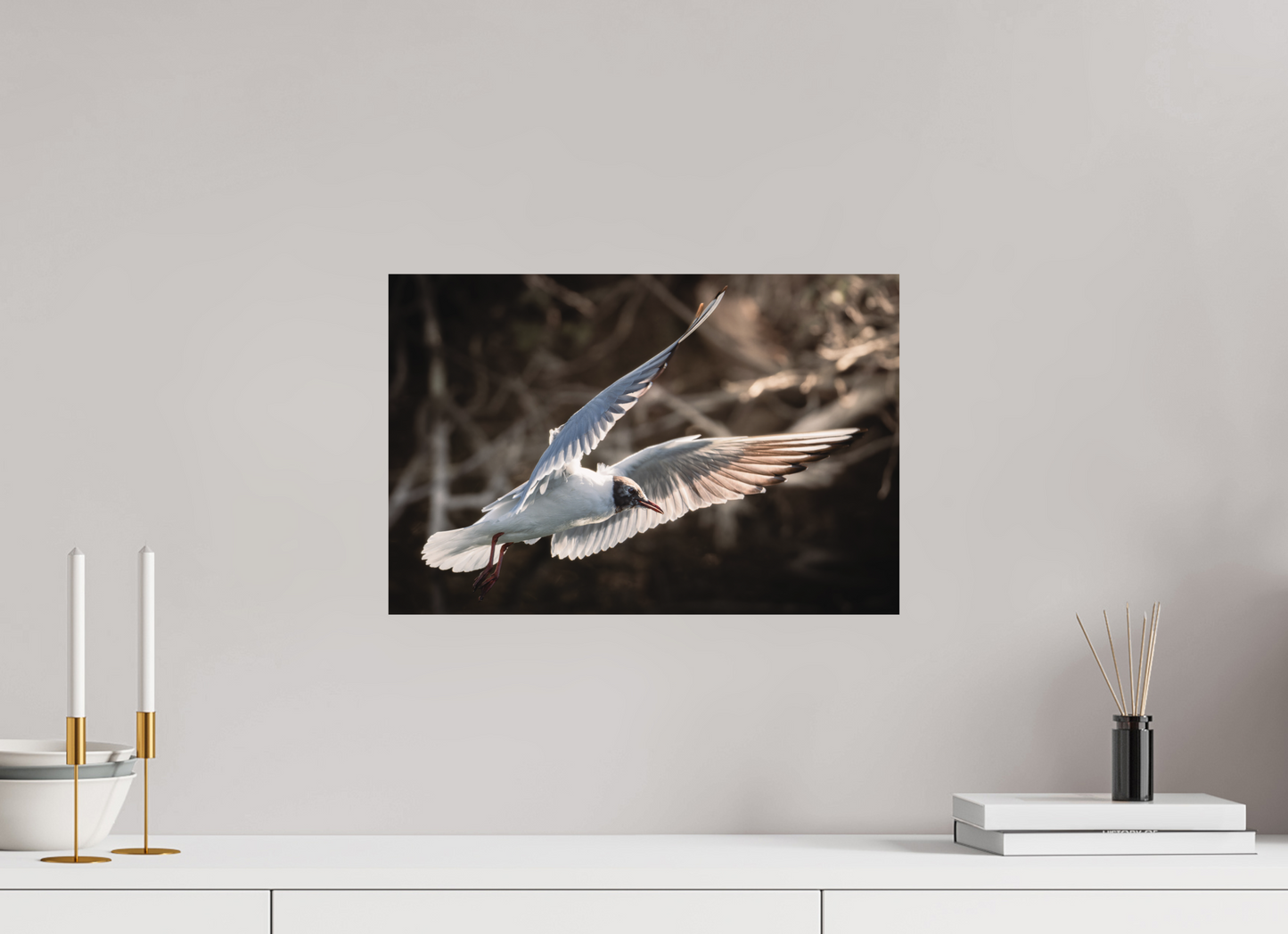 Mouette rieuse | les ailes angéliques