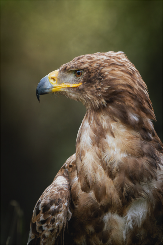 Aigle des Steppes | un profil royal