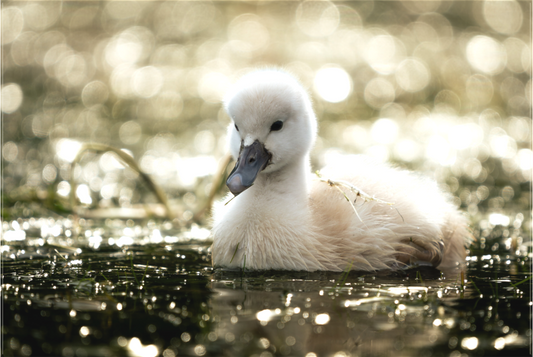 Cygne tuberculé | le nouveau née