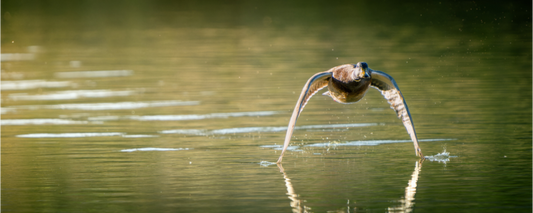 canard Colvert | tel un catamaran