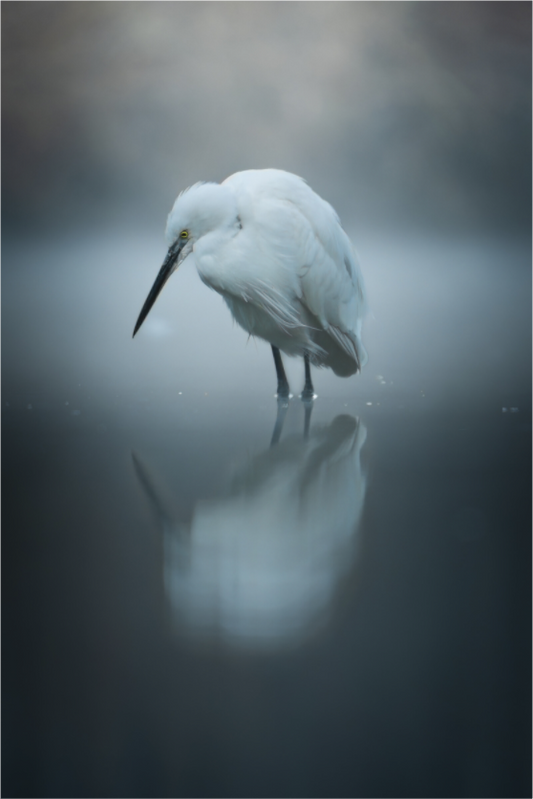 Aigrette Garzette | le regard fantôme