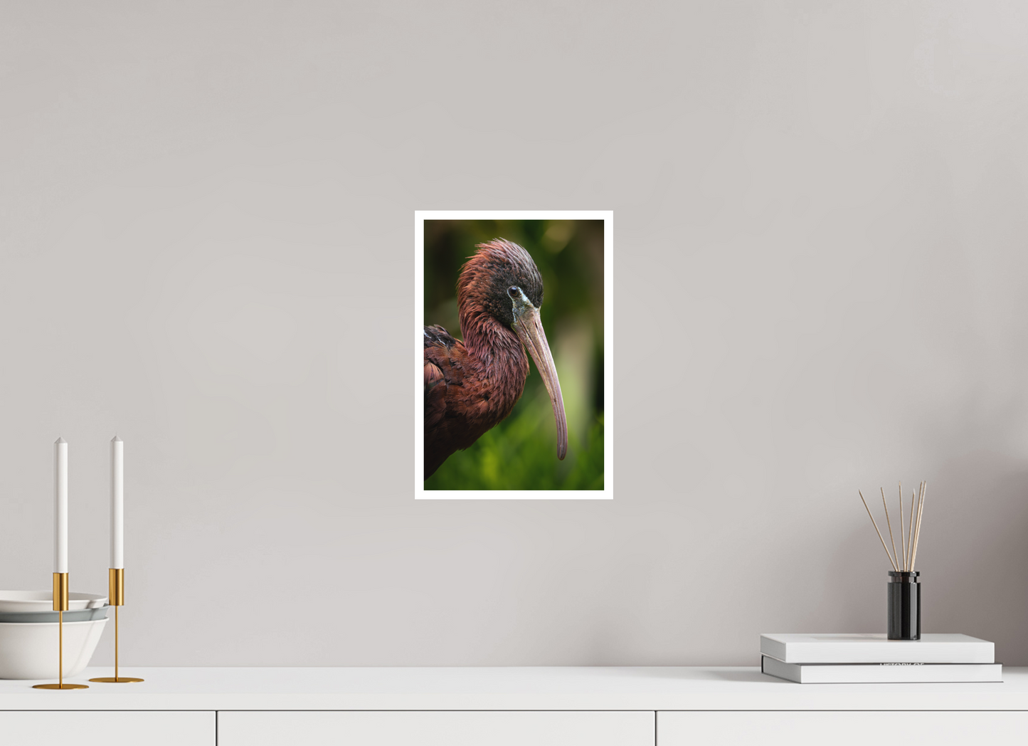 Ibis Falcinelle | un long bec courbé