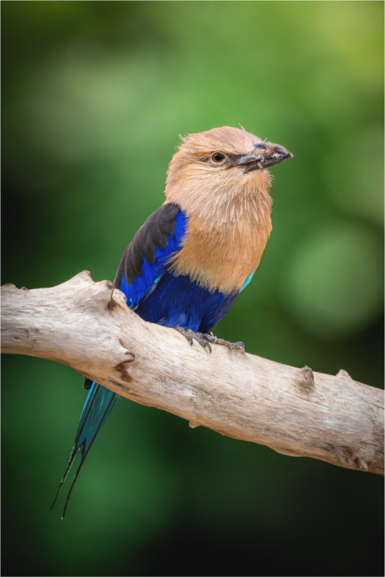 Rollier à ventre bleu | des ailes éclatantes