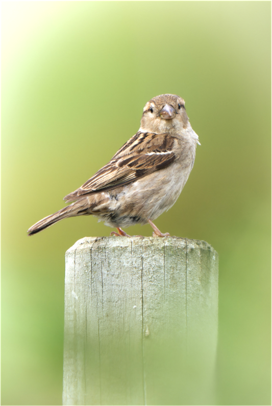 Moineau domestique | un regard mignon