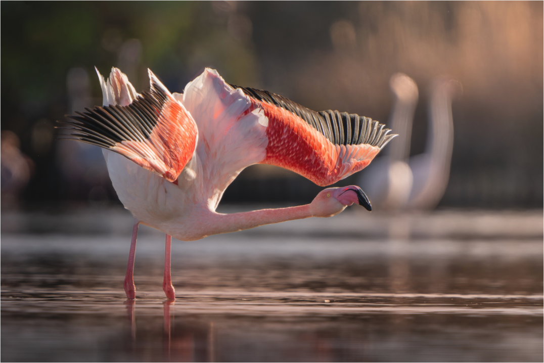 Main image Instant Camargue