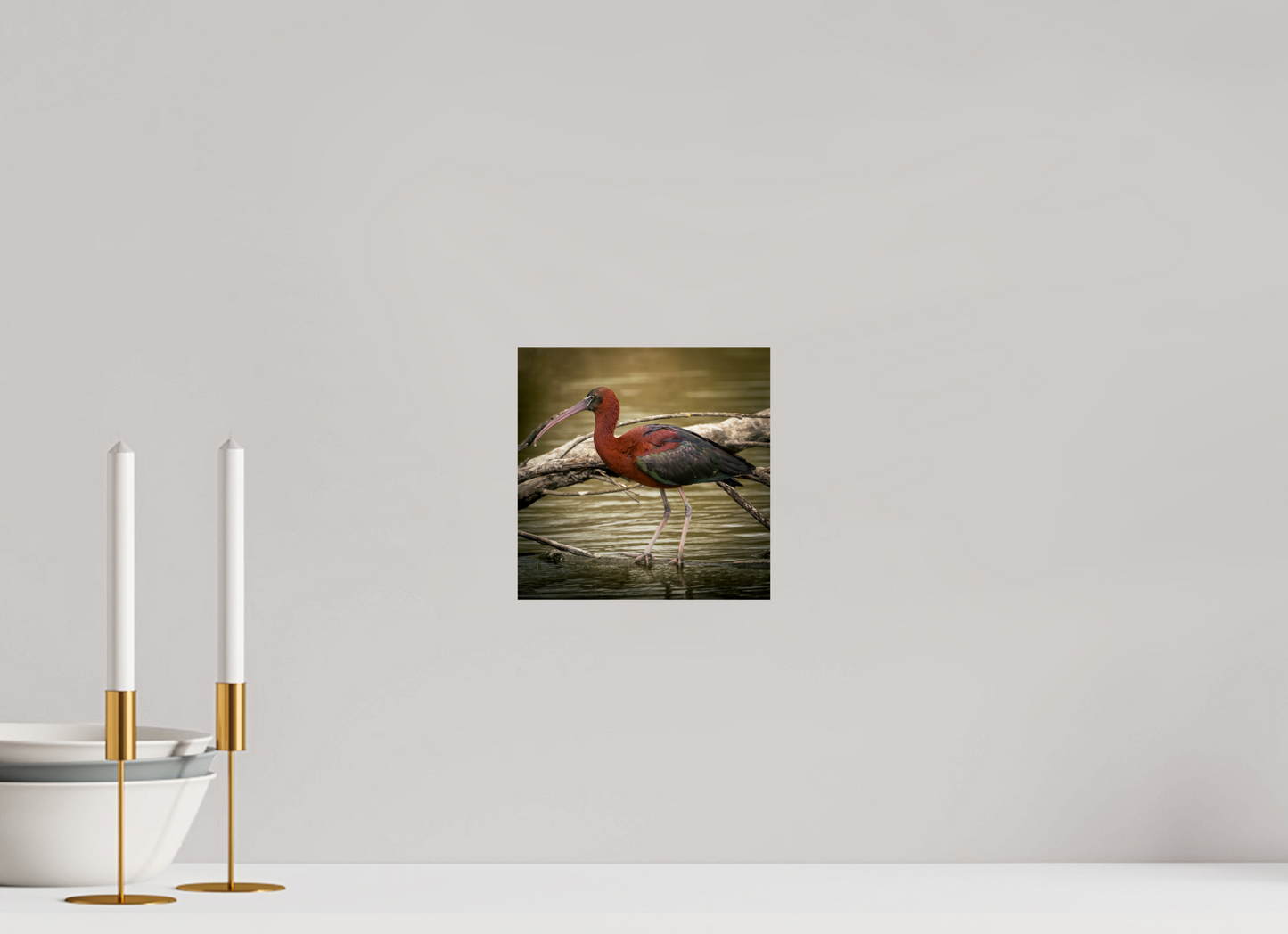 Ibis Falscinelle | un plumage cuivré