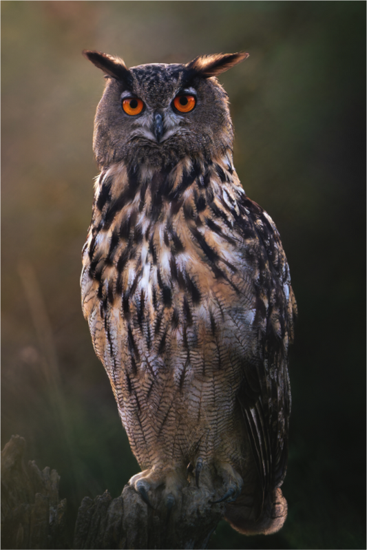 Main image Aura Nocturne