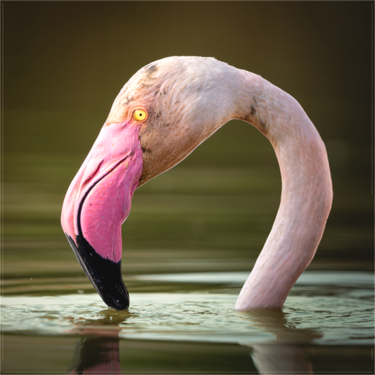 Flamant Rose | le flamant d'eau