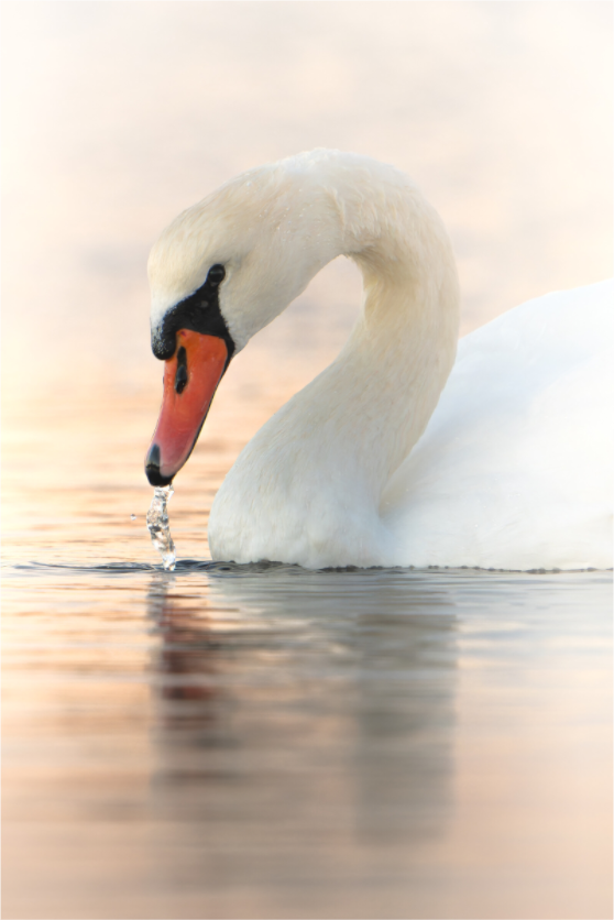 Main image Douceur d’Aube