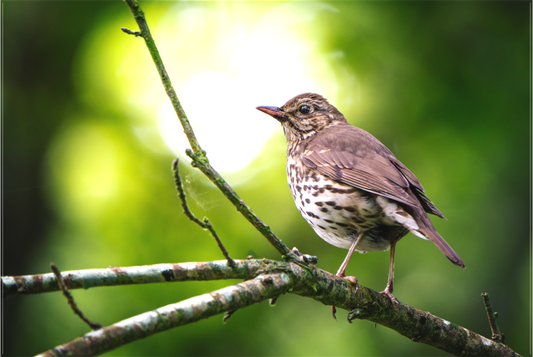 Grive musicienne | l'oiseau des sous-bois