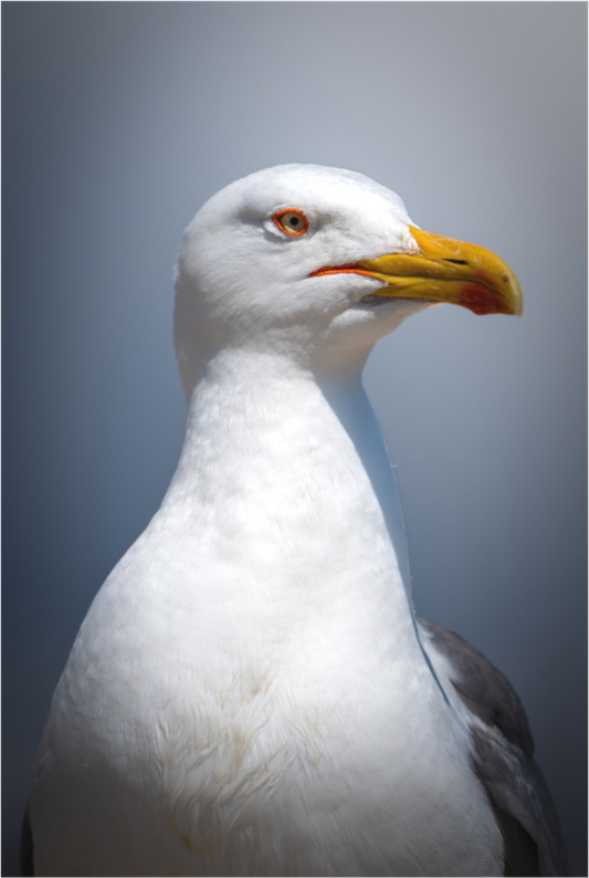 Goéland Leucophée | un portrait marin