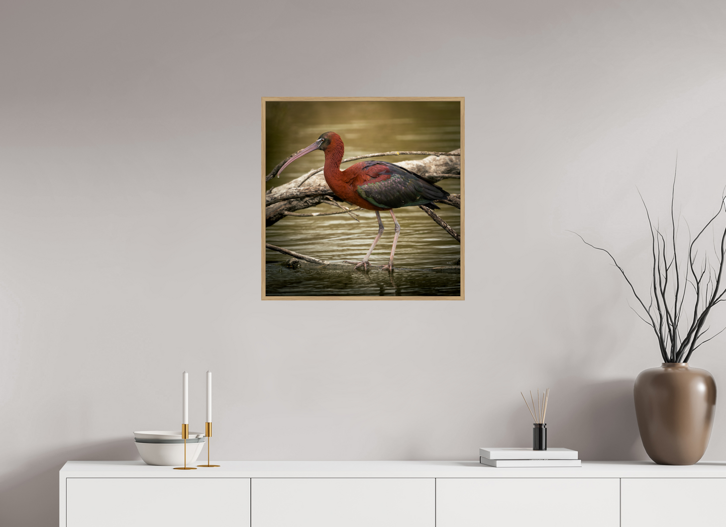 Ibis Falscinelle | un plumage cuivré
