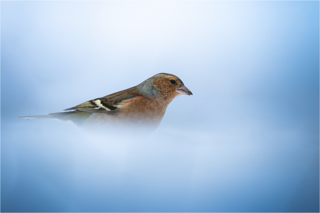 Main image Confins du Blanc