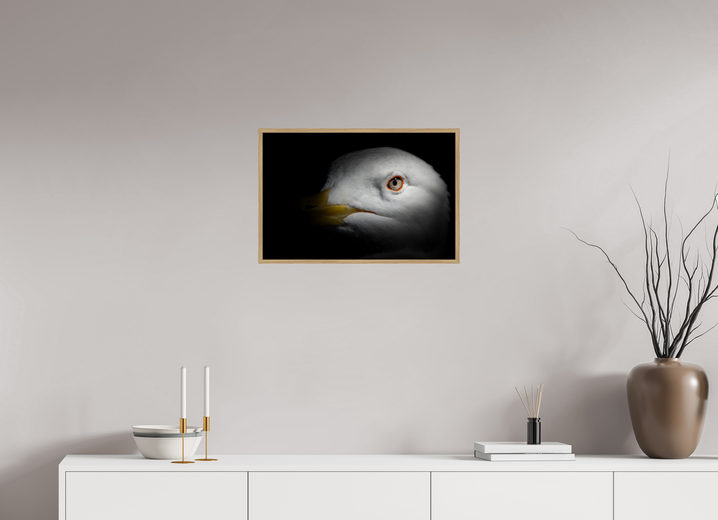 Goéland Leucophée | l'oeil d'argent