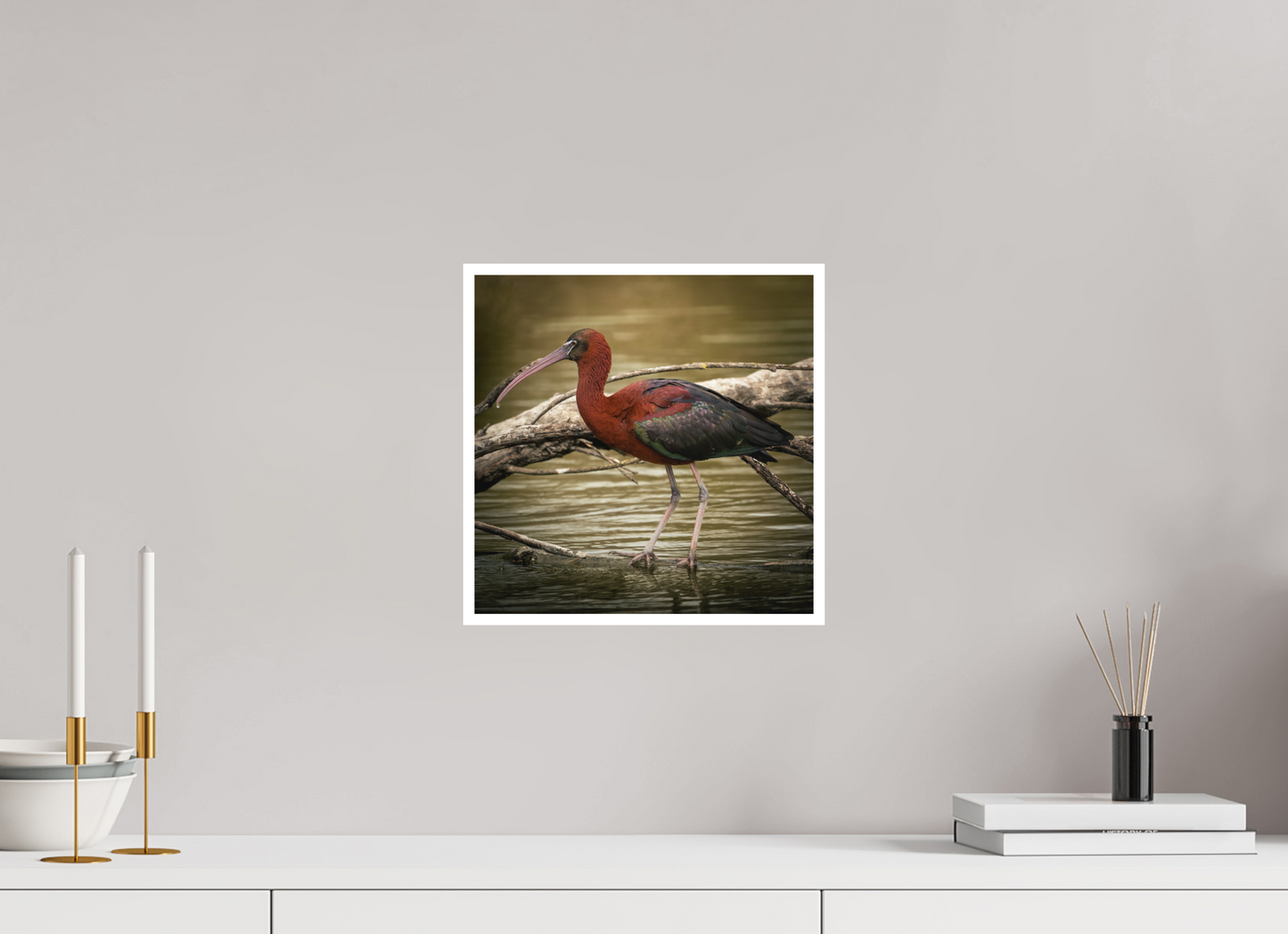 Ibis Falscinelle | un plumage cuivré