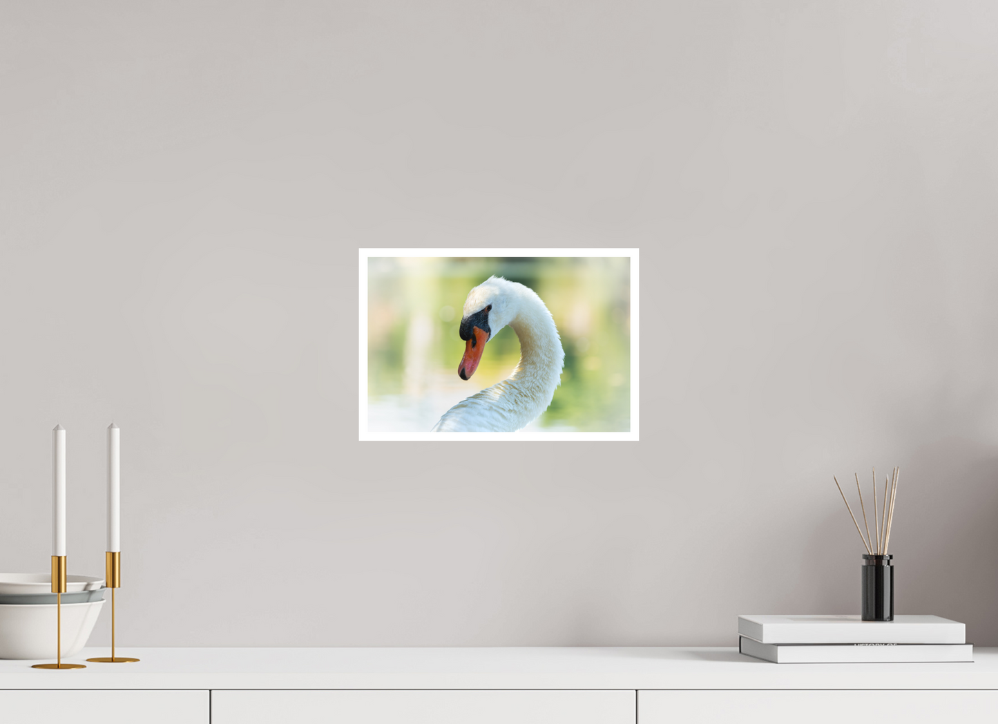 Cygne tuberculé | un doux portrait