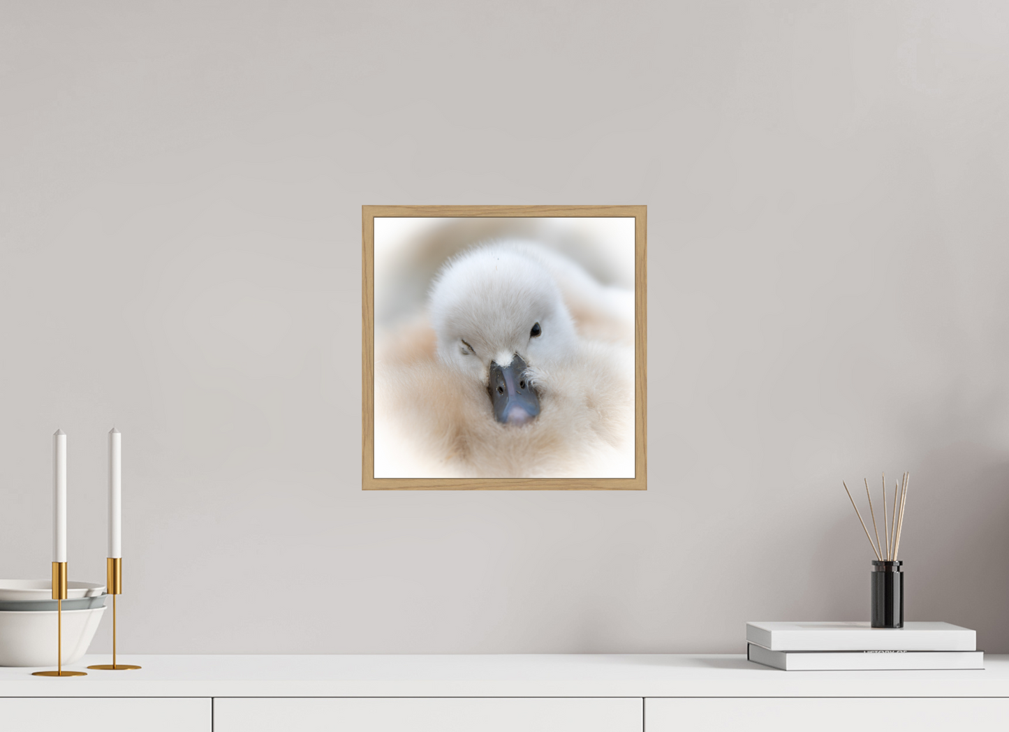 Cygne tuberculé | bouille d’amour