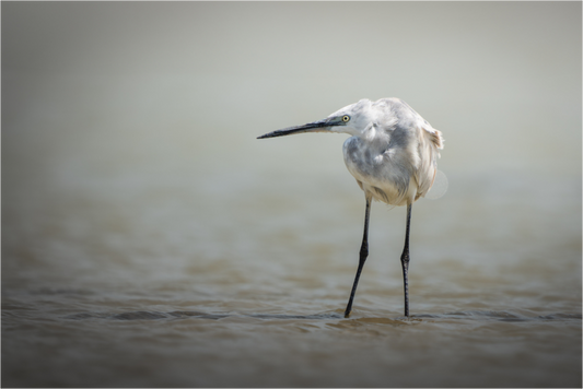 Aigrette Garzette X Héron Cendré | l'hybride