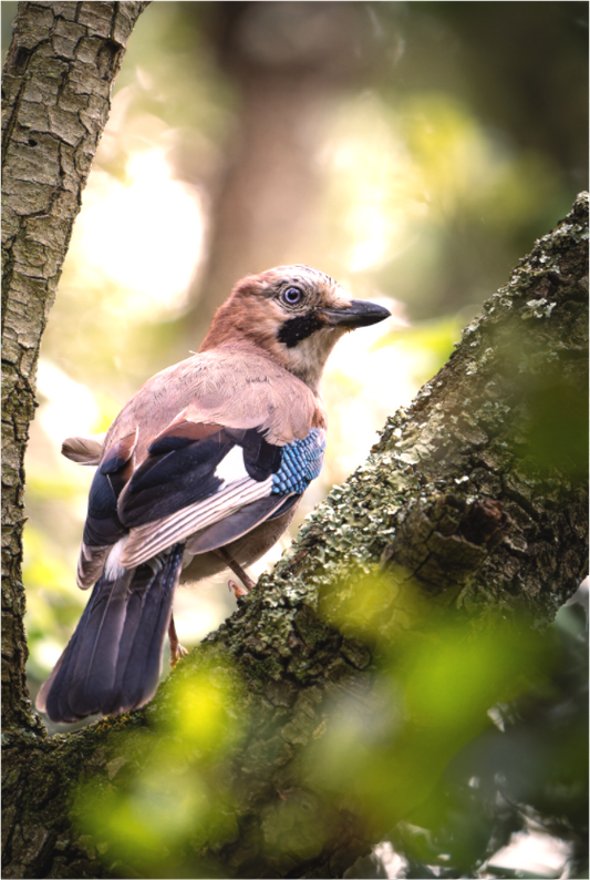 Geai des chênes | le corbeau coloré