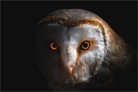 Main image Dame Blanche