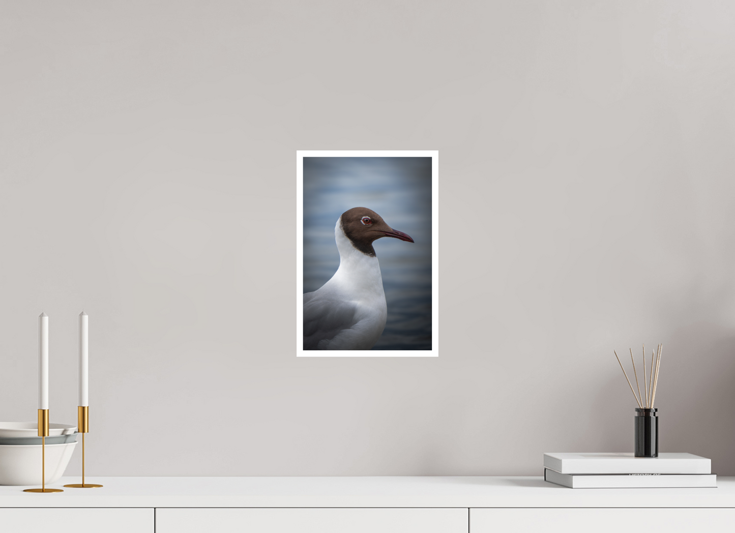 Mouette rieuse | le casque brun