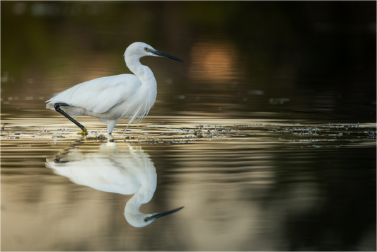 Aigrette Garzette | un reflet parfait