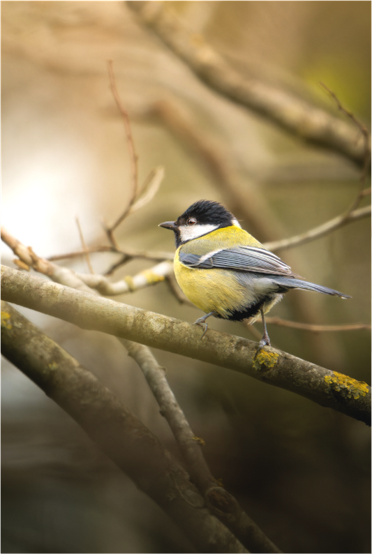 Mésange Charbonnière | le prince de l'automne