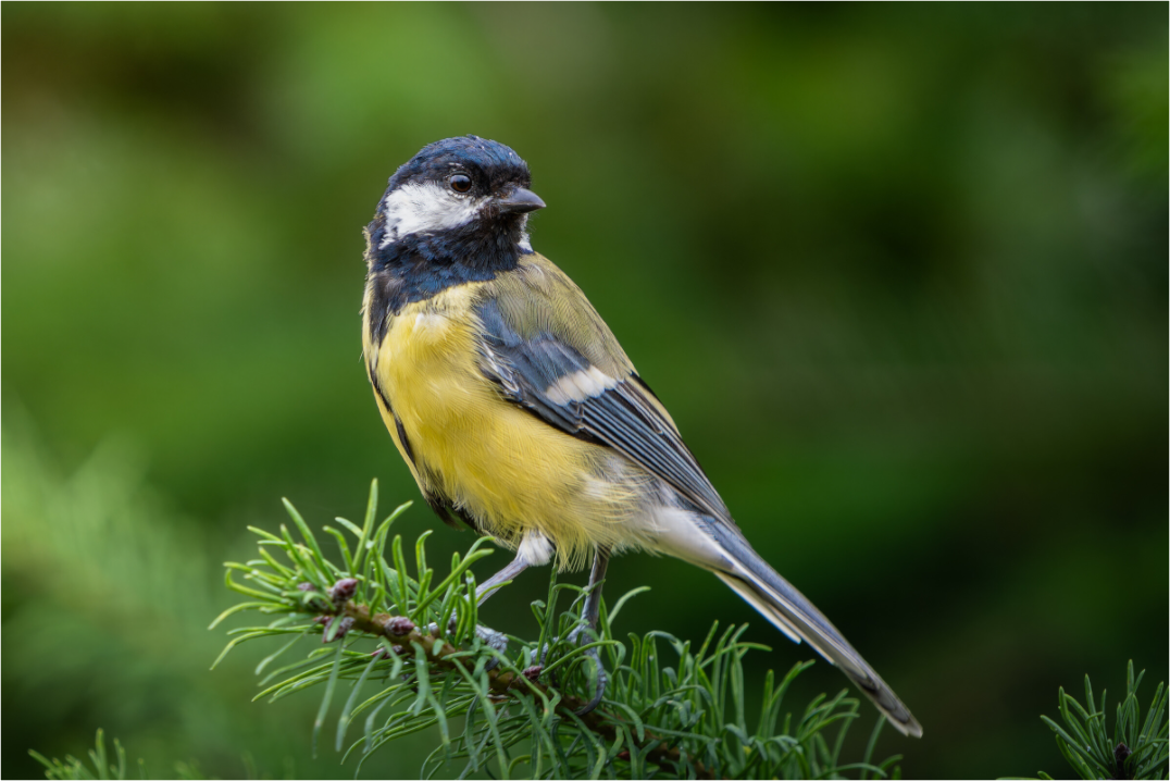 Mésange Charbonnière | la reine des mésanges