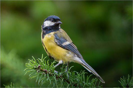 Mésange Charbonnière | la reine des mésanges