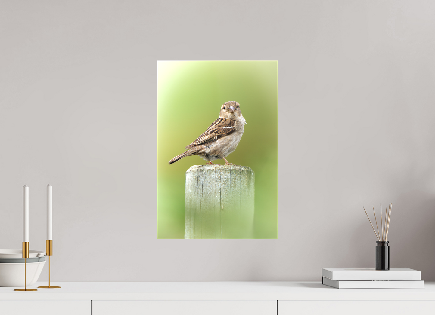 Moineau domestique | un regard mignon
