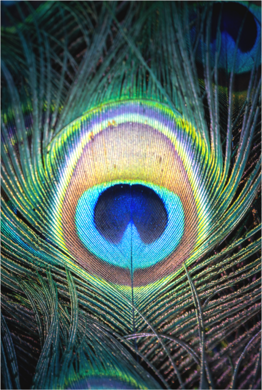 Paon Bleu | l'oeil de l'iridescence