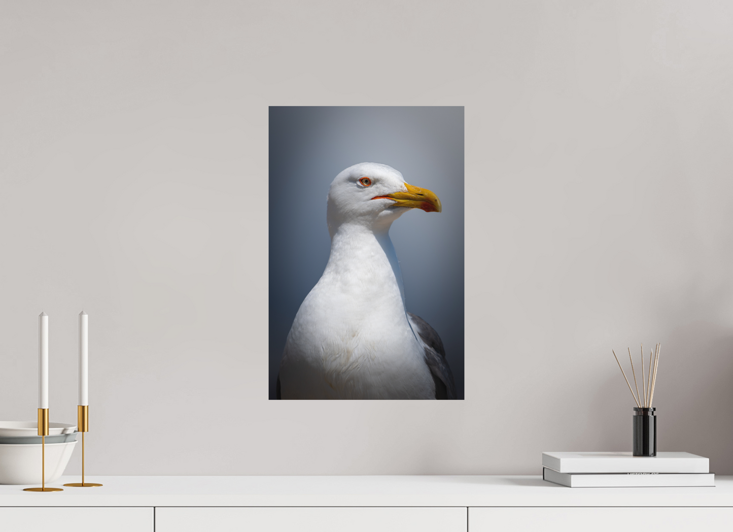 Goéland Leucophée | un portrait marin