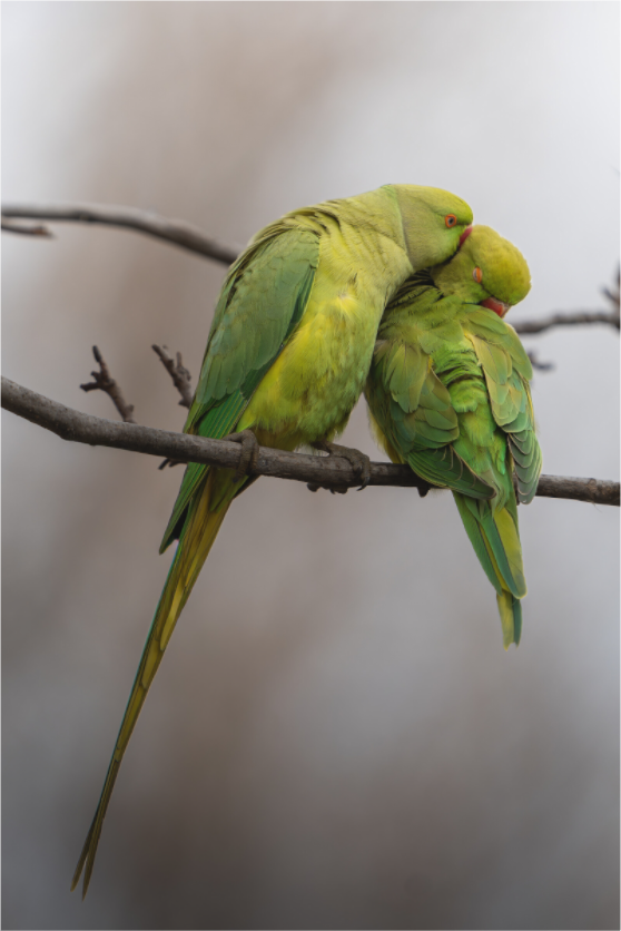 Main image Couple d’Émeraude
