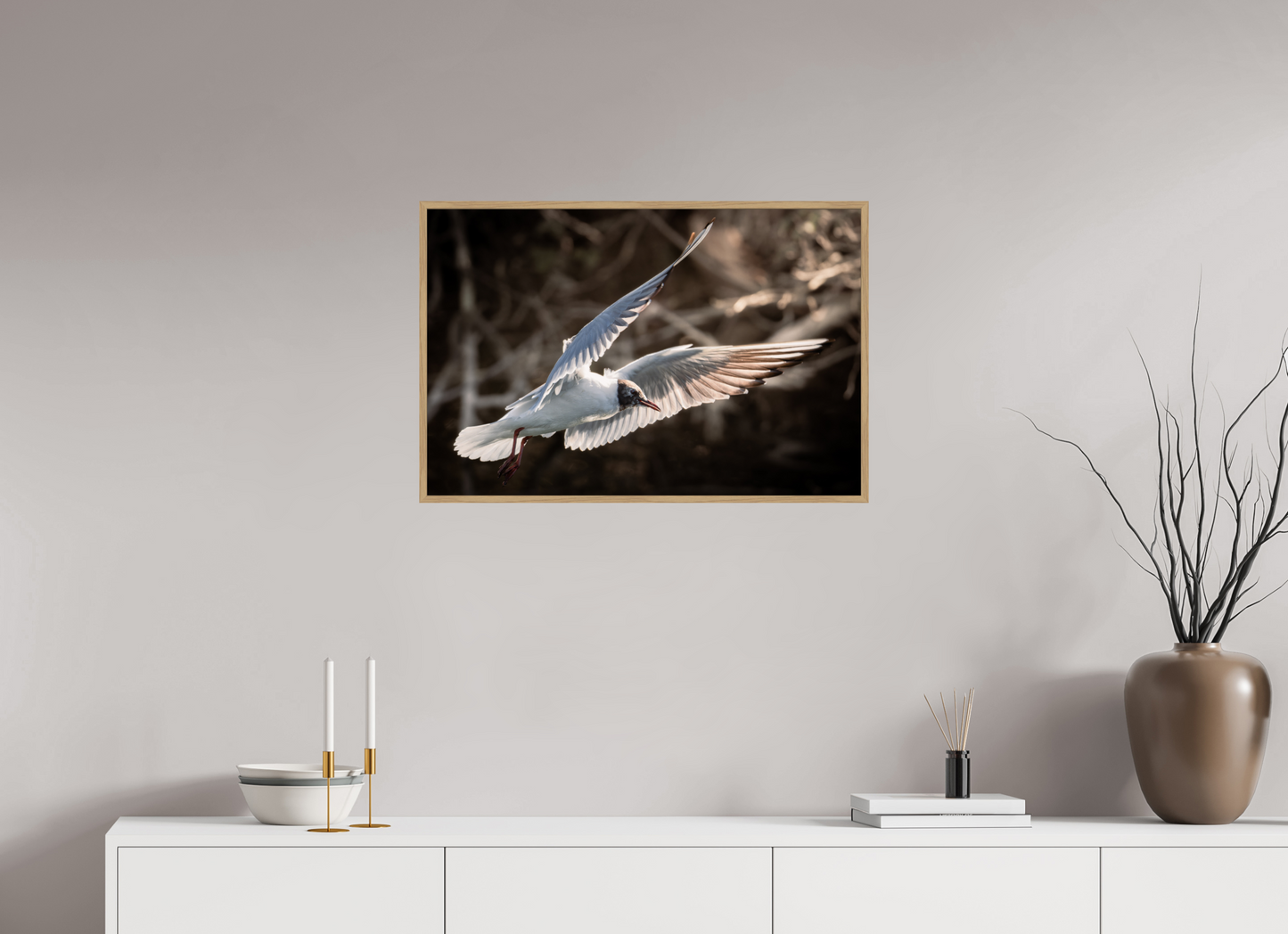 Mouette rieuse | les ailes angéliques