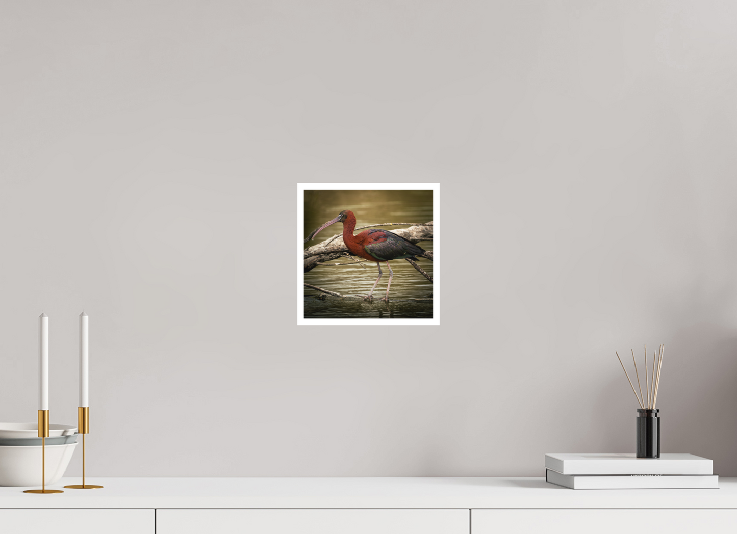 Ibis Falscinelle | un plumage cuivré