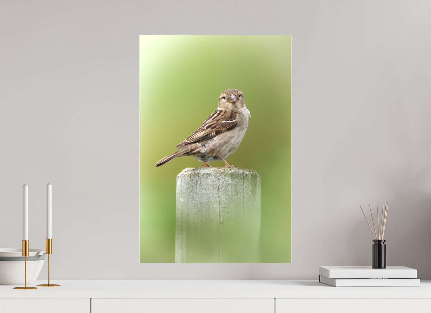 Moineau domestique | un regard mignon