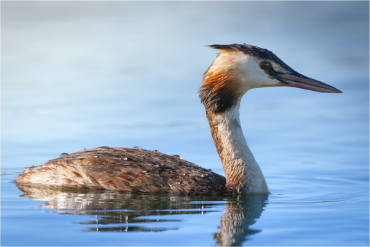 Grèbe Huppé | le discret des lacs