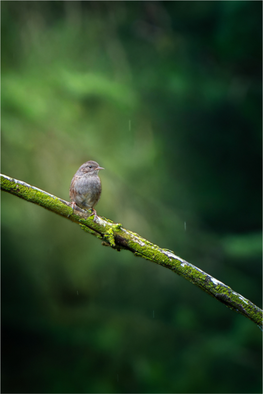 Accentueur mouchet | un jour de pluie
